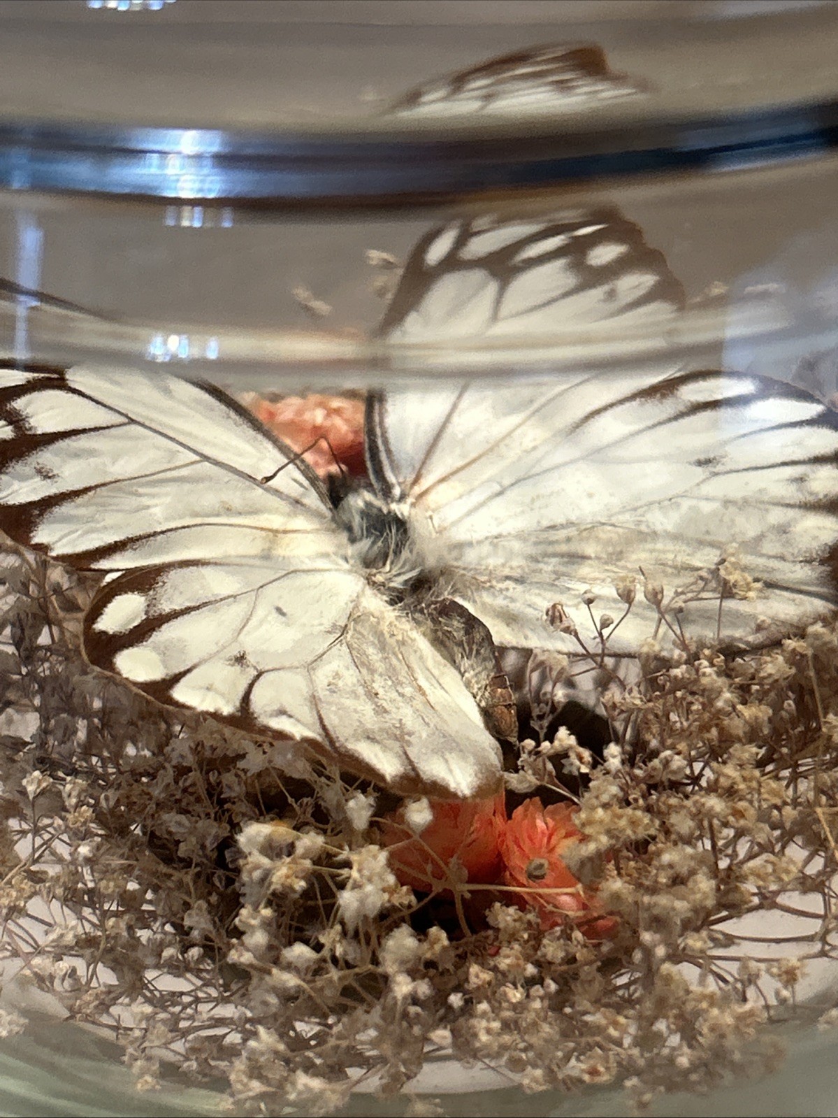 Vintage Real Butterfly Terrarium Boho MCM Cottagecore 8 3/4” H Floral Excellent