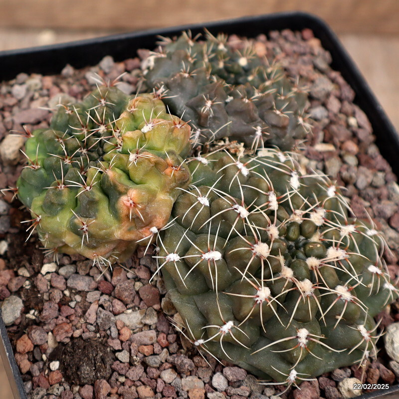 D601 GYMNOCALYCIUM BALDIANUM VARIEGATED pot12-H5-W11 cm MaMa Cactus
