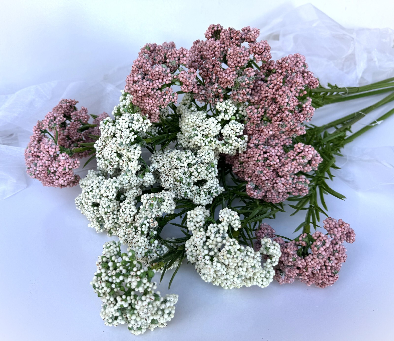 Australian Native Flowers Rice Flower Pink White Sago bush Faux Silk Stems x 1