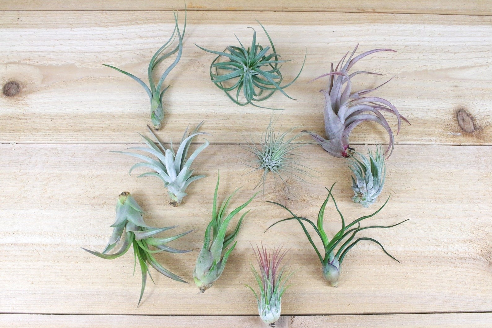 10 Pack Grab Bag of Small & Medium Tillandsia Air Plants – FAST SHIPPING