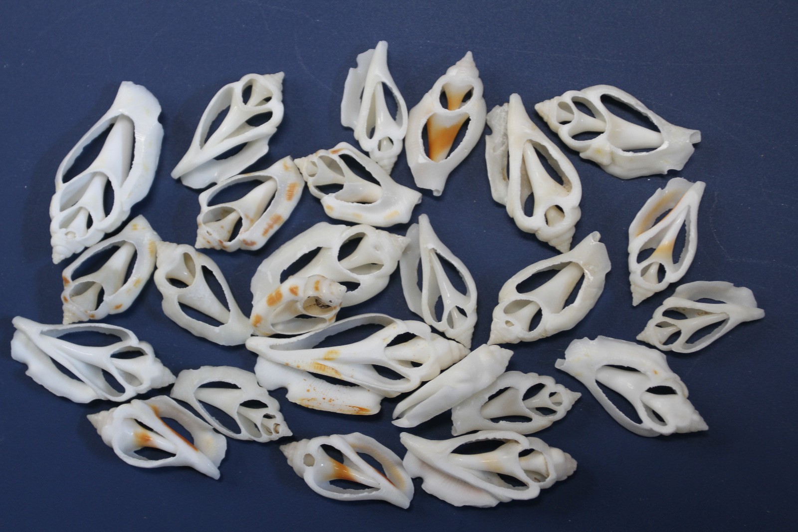 20-URCEUS,White Center Cut Seashells,Beach Wedding Decor,Floral Supply,CS-107