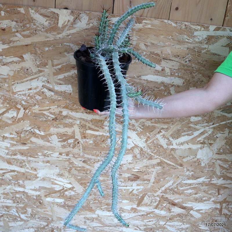 D5345 EUPHORBIA SAXORUM pot18-H82-W33 cm MaMa Cactus
