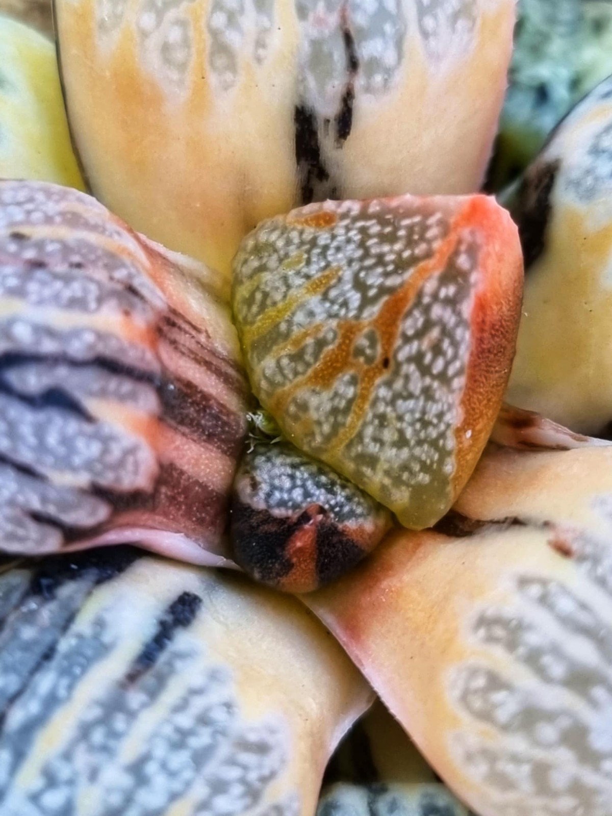 ็Haworthia Picta Totoro Variegated Rare Live Plant_Succulents_EU Seller
