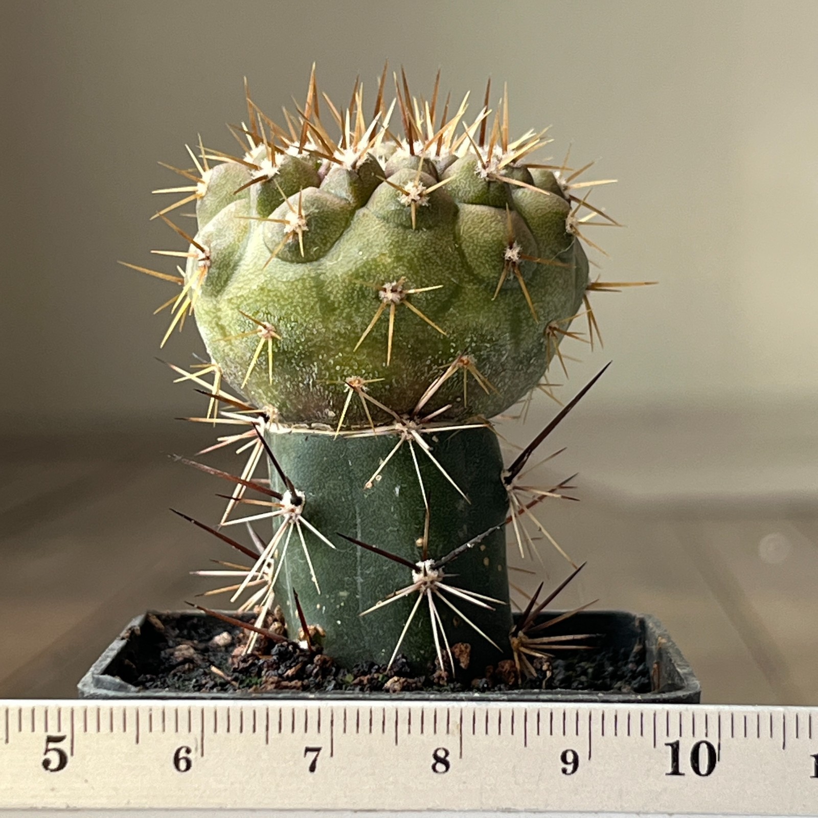 A23-97 Copiapoa columna-alba, Tigrillo, Ant, grafted