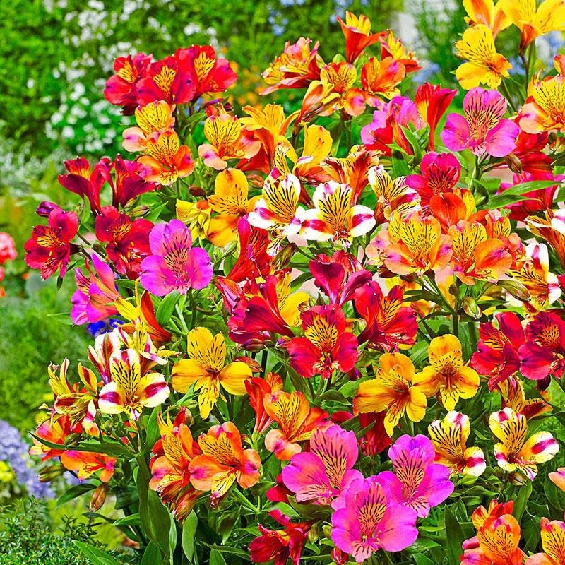 30+ Mixed Alstroemeria Seeds for Planting Outdoors-Perennial Peruvian