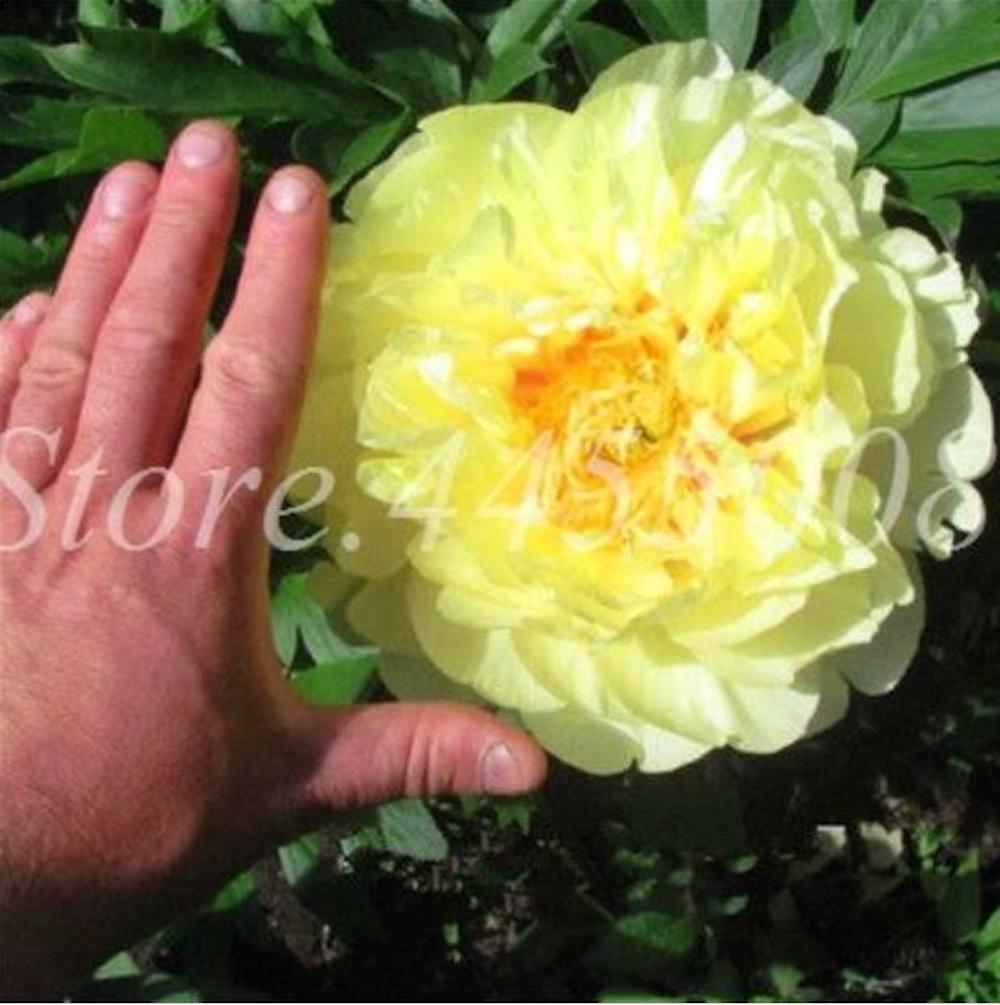 (10) PEONIES SEEDS rare exotic flower bloom home garden USA SELLER W/TRACKING