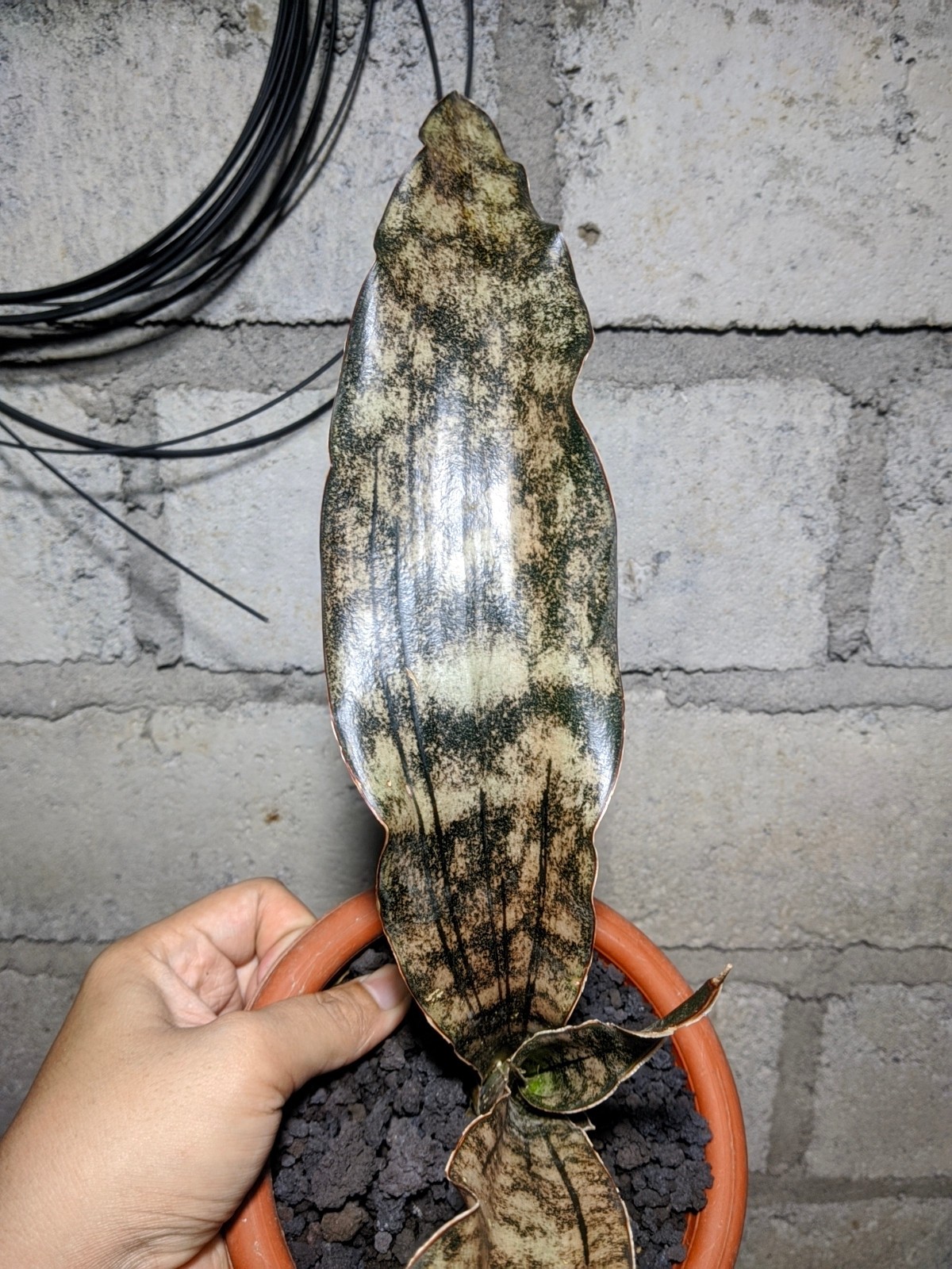 Sanseivieria Brown Kirki Real Picture