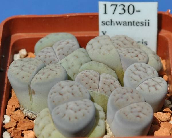 MIX LITHOPS SEEDS 100 PCS 2020 harvest /approximately 20 species/