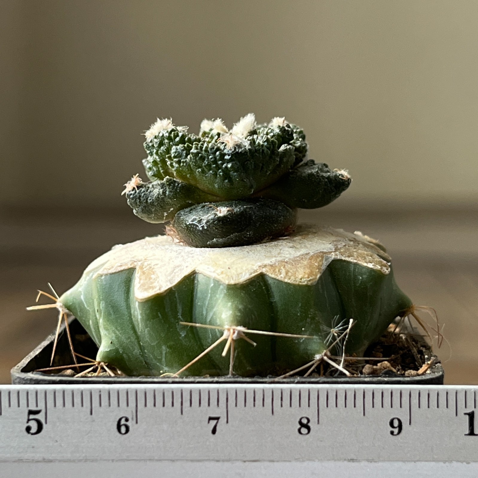 A32-1205 Cactus cv. GODZILLA, grafted