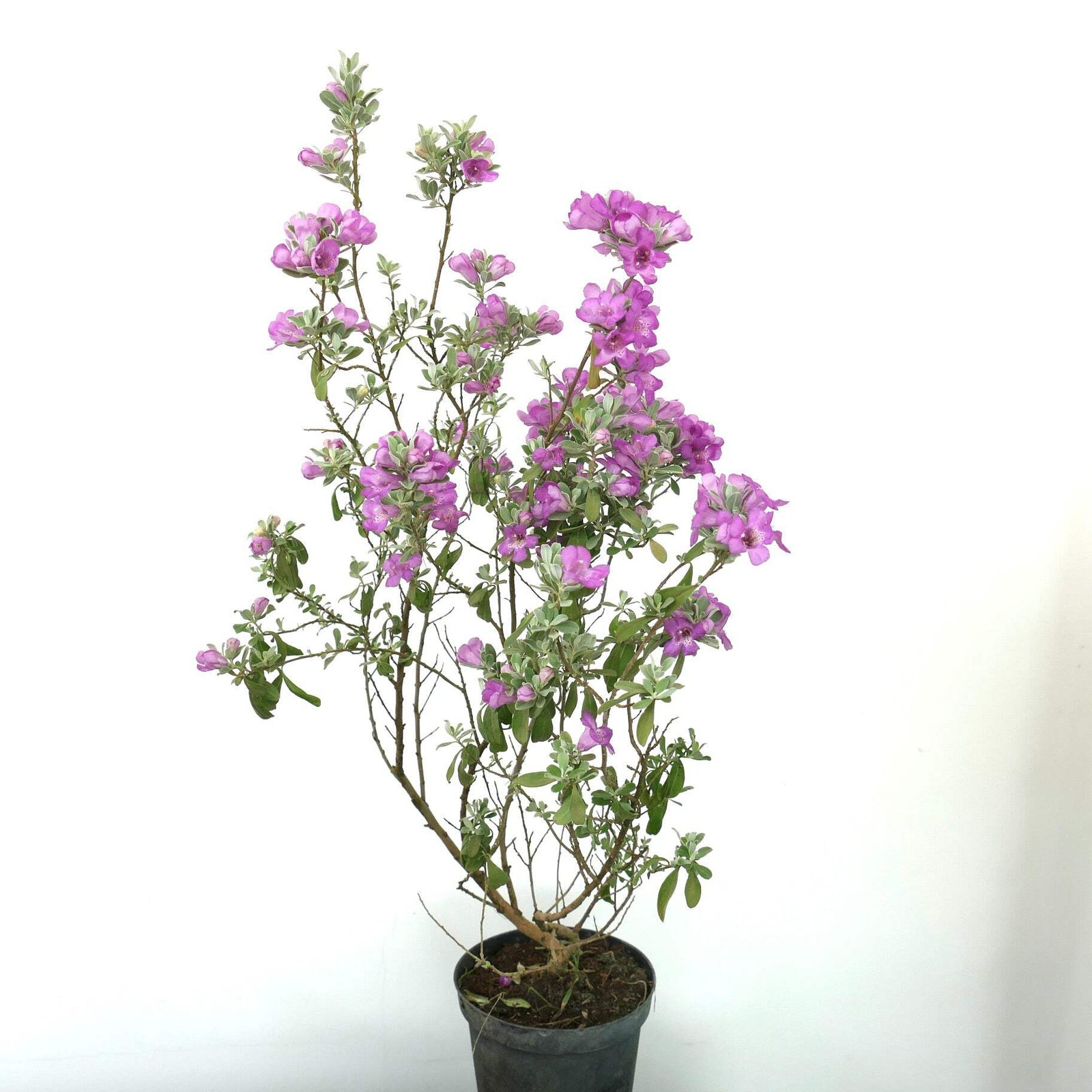 Leucophyllum frutescens – Texas Sage | Barometer Bush