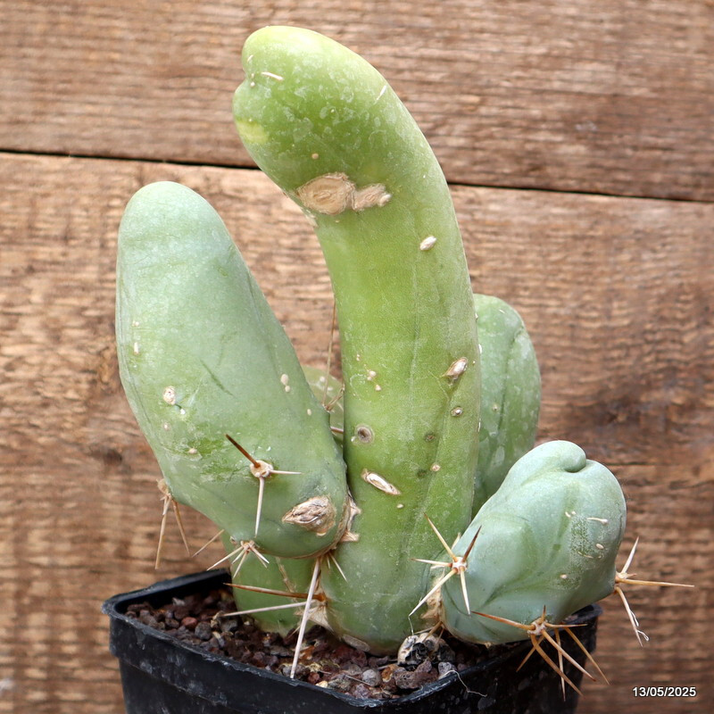 D4060 CEREUS BRIDGESII MONSTER pot10-H18-W14 cm MaMa Cactus