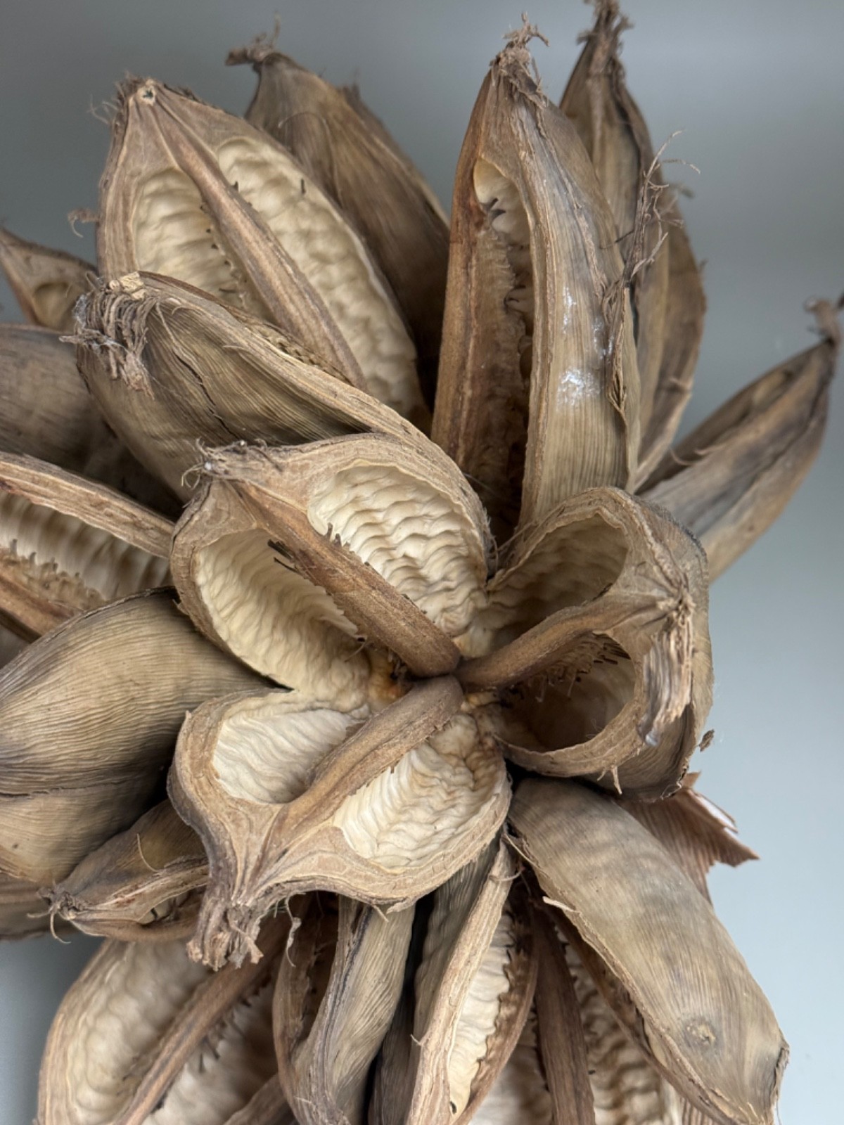 Vickerman Natural Star Pod 15″ long Great for Air plants!