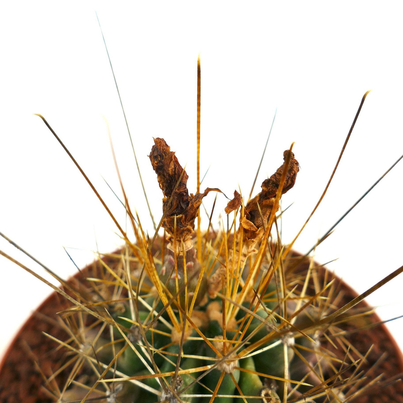 Ferocactus hamatacanthus GOLDEN SPINES – Fishhook barrel cactus | Texas barrel c