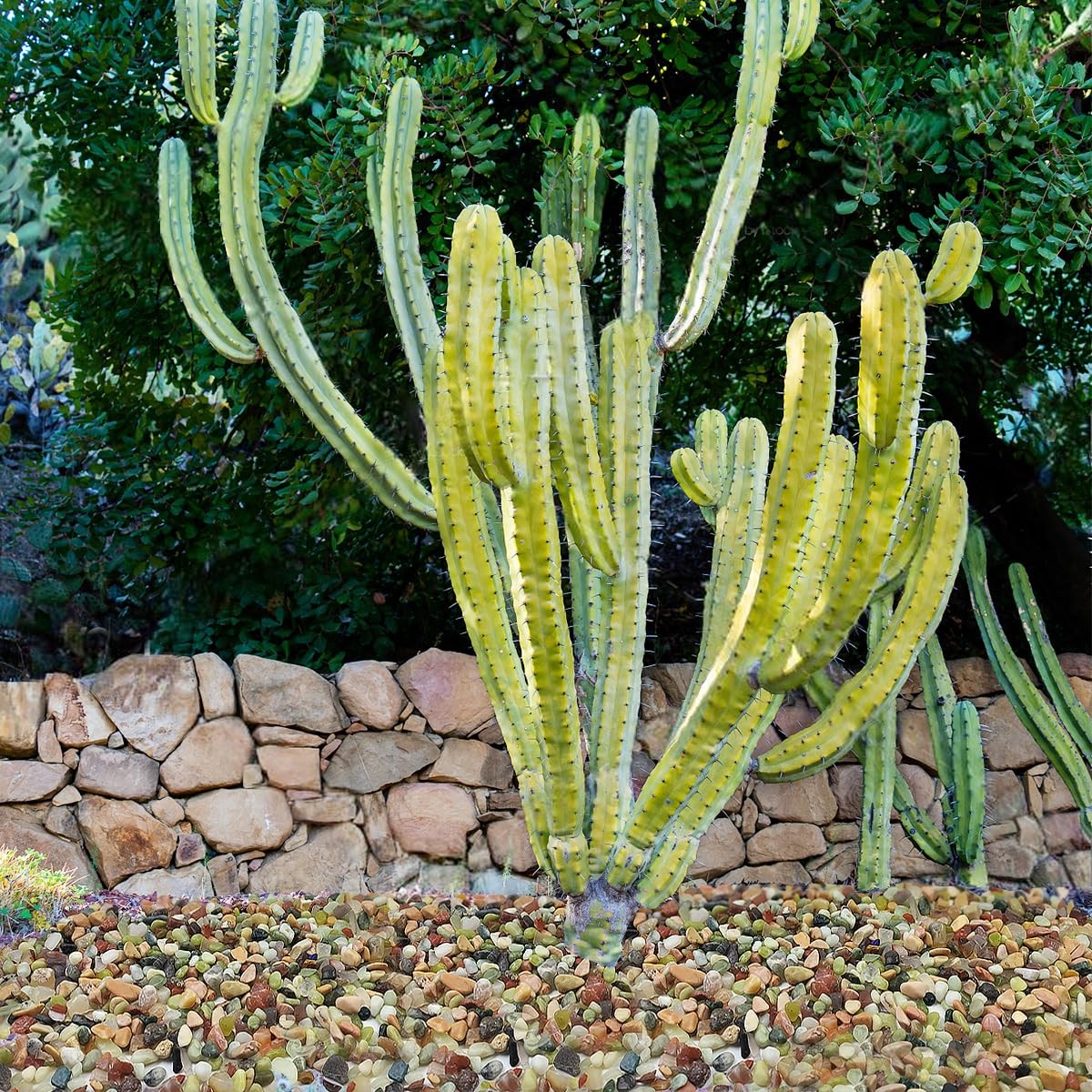 2LB Succulent and Cactus Colorful Pebbles, 3/8 Inch Pebbles for Indoor Plants, N