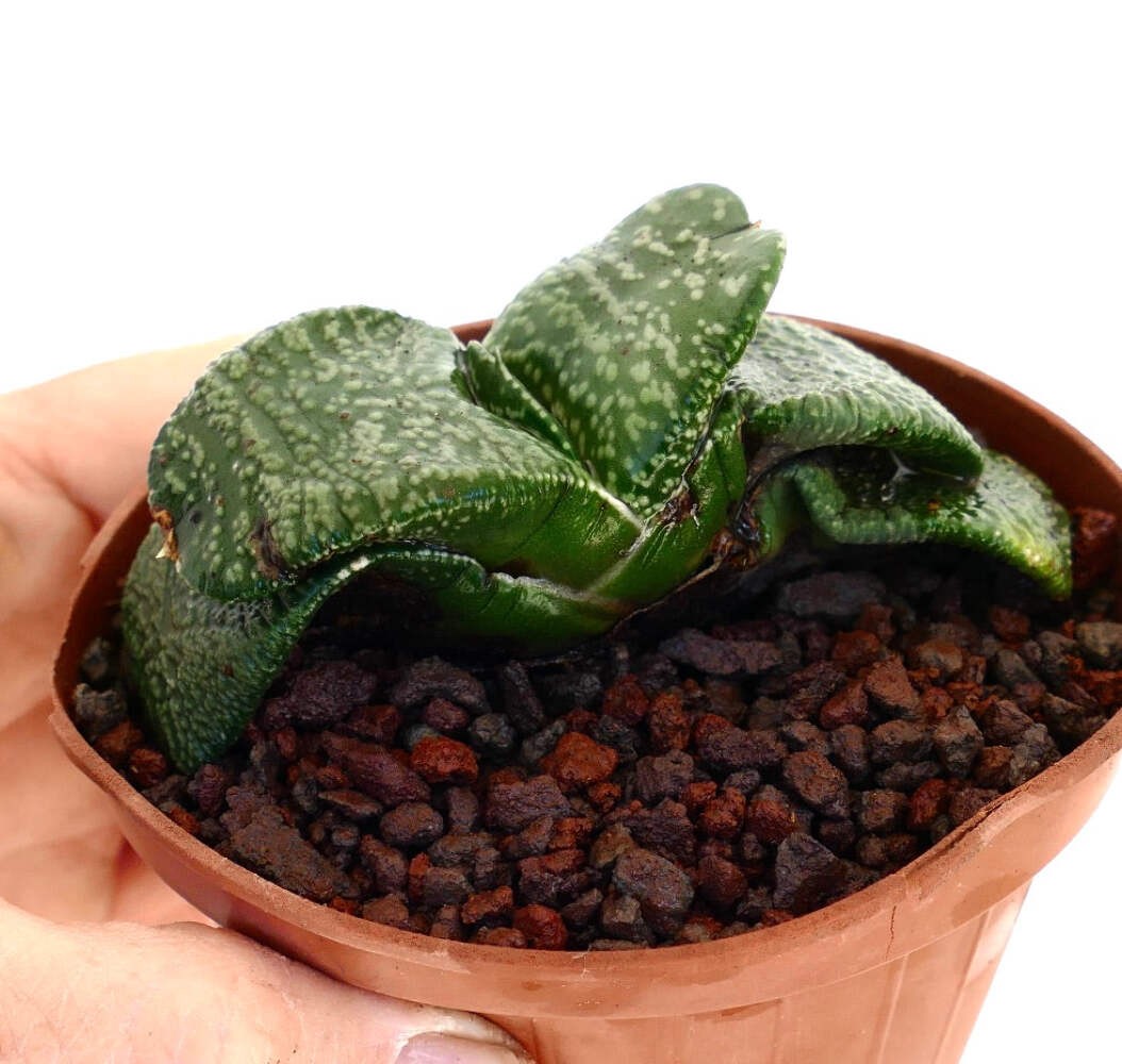 Gasteria armstrongii PEARL (EX CLONE TORRISI SICILY) – Gasteria | Armstrong’s ga