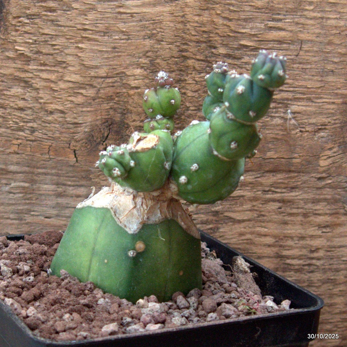 D7230 MYRTILLOCACTUS GEOMETRIZANS STACKER MONSTER GRAFT. pot10-H12-W7 cm MaMa Ca