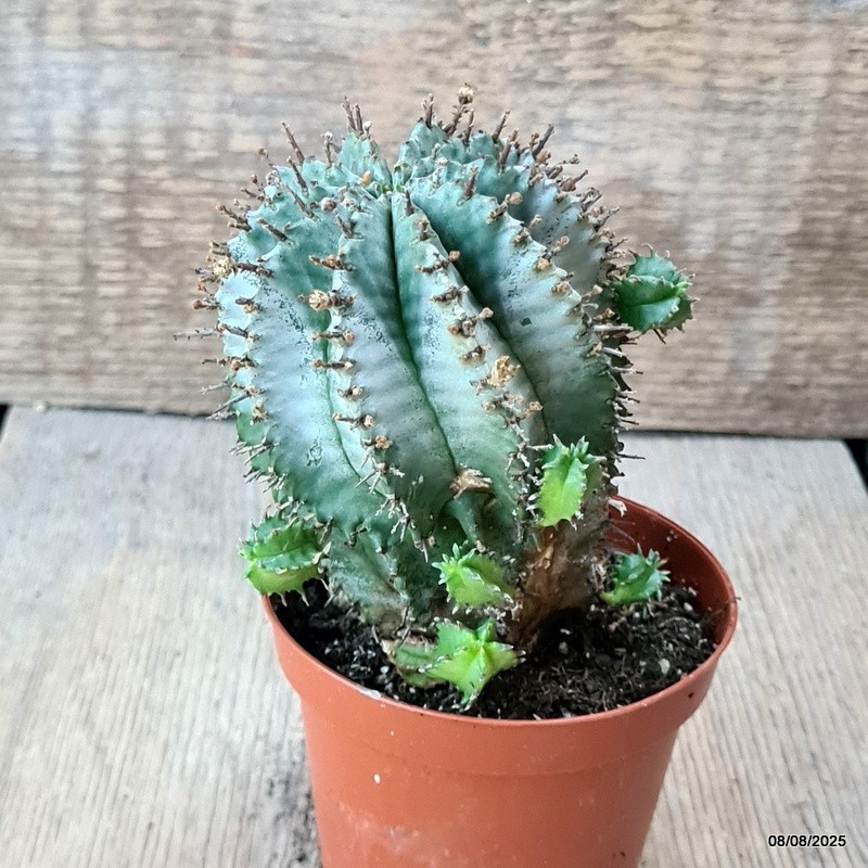D5797 EUPHORBIA POLYGONA SNOWFLAKE pot8,5-H11-W8 cm MaMa Cactus