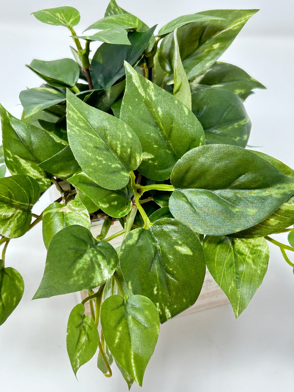 8″ Potted faux Green-White Variegated Pothos Vine Silk plant in White wood box,