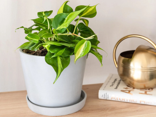 Philodendron Brasil Brazil in 4 inch Pot | Trailing Plant | Live Houseplant Vine