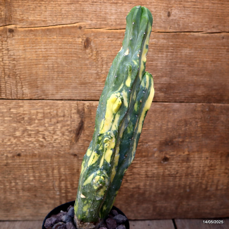 D4122 MYRTILLOCACTUS GEOMETRIZANS VARIEGATED pot12-H31-W11 cm MaMa Cactus