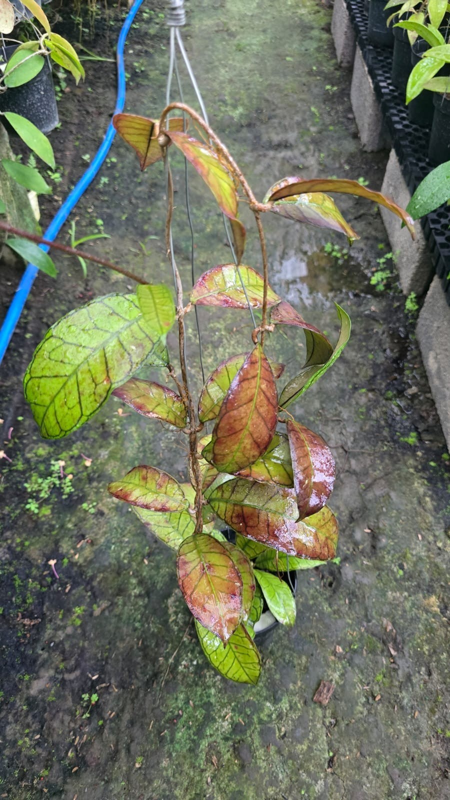 Real Picture Hoya Sp Gunung Gading Red Lush Leaves Rare Plant