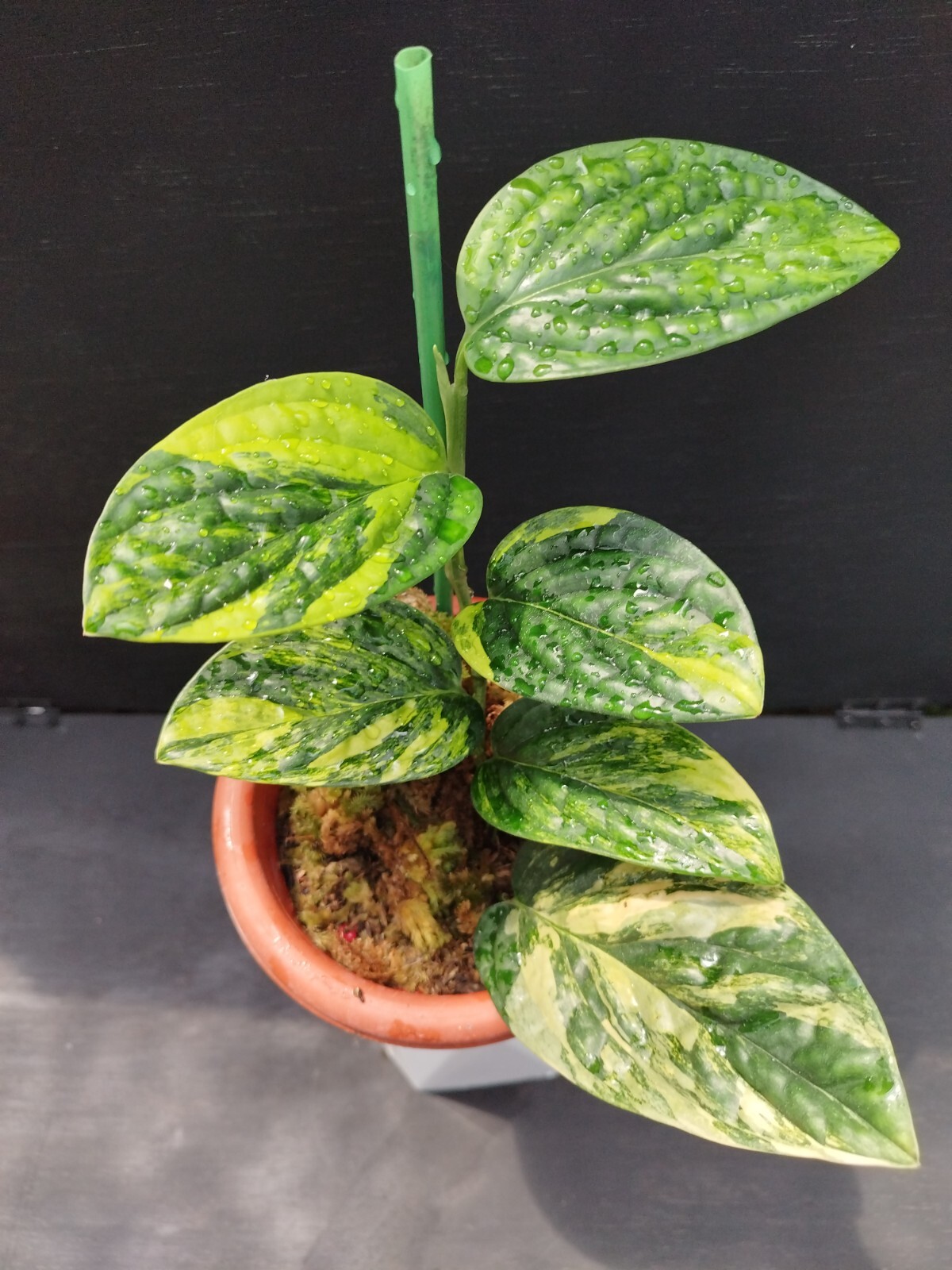 Monstera Karstenianum Peru Variegated Real Picture