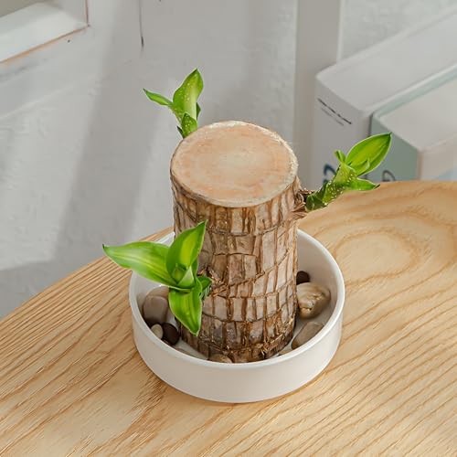 Ceramic Plant Saucer 4” Water Catcher Pot Tray for Brazilian Wood Plant |