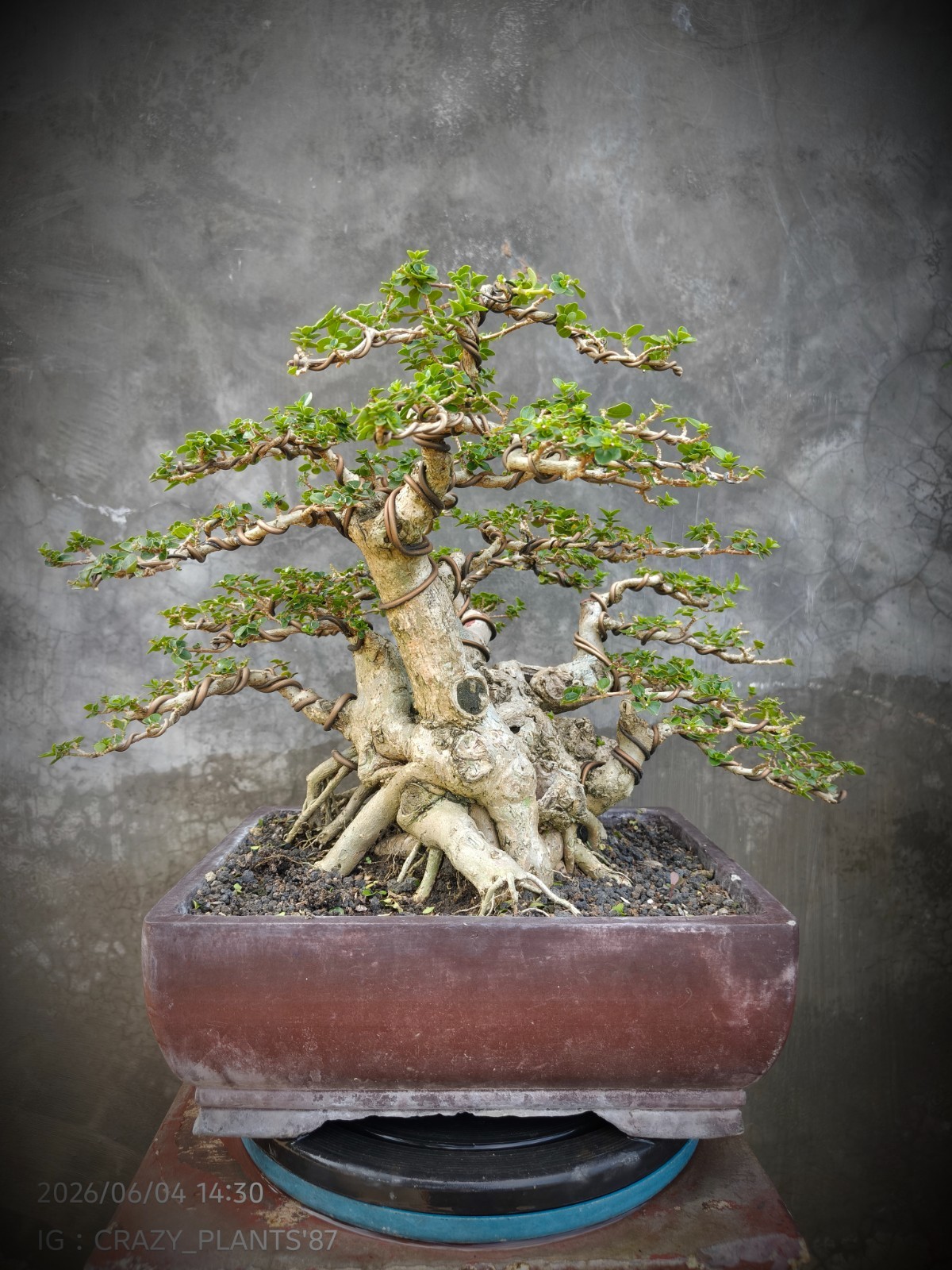 RARE EXCLUSIVE – Premna Microphylla Bonsai Tree – Big Trunk – Medium Size – REAL