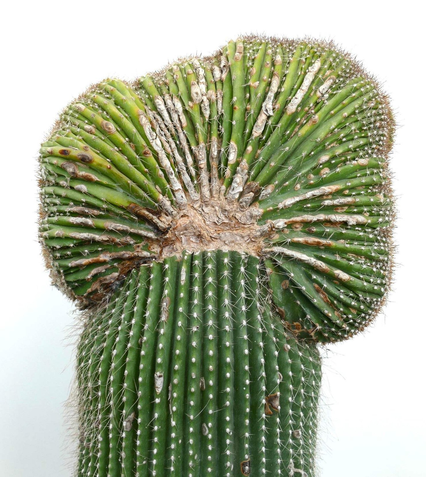 Carnegiea polylopha SAGUARO CRESTED 56x30cm – OLD SPECIMEN
