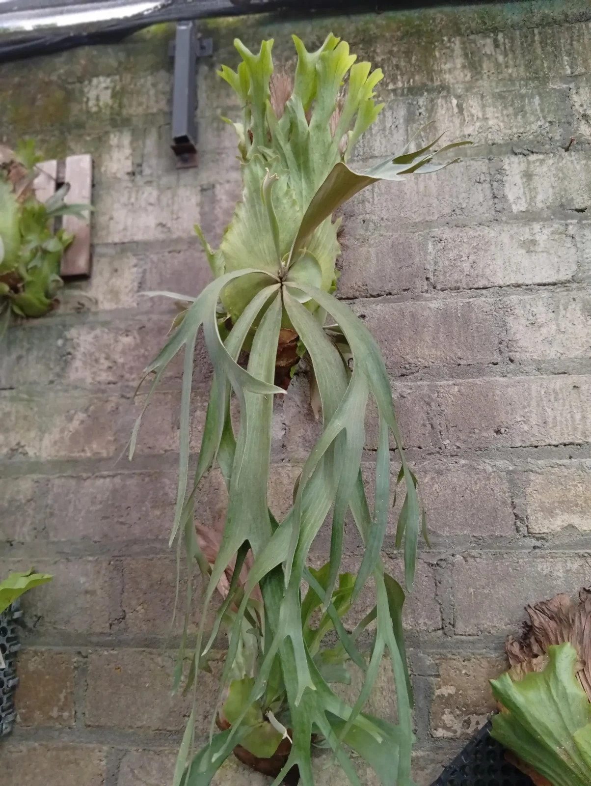 Real Picture Platycerium Willincki Big Size Rare Plant