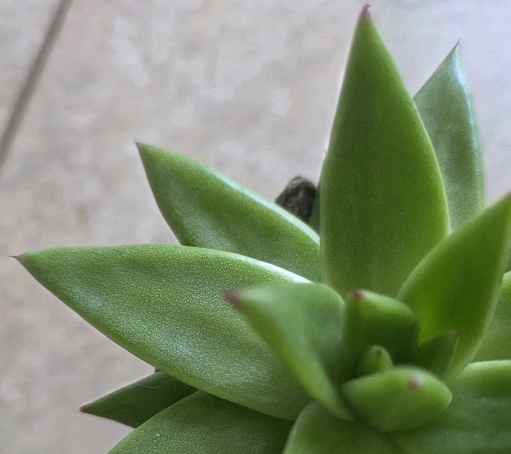 Live Echeveria Succulent Plant 4” Pot – Green Rosette Indoor Outdoor Plant
