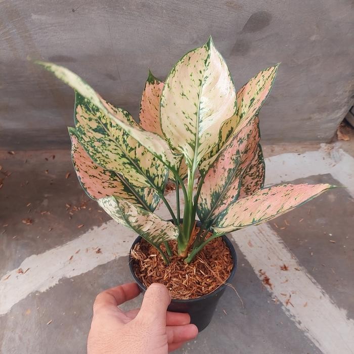 Real Picture Aglaonema Orange Kom Kom Beautiful Rare Plant