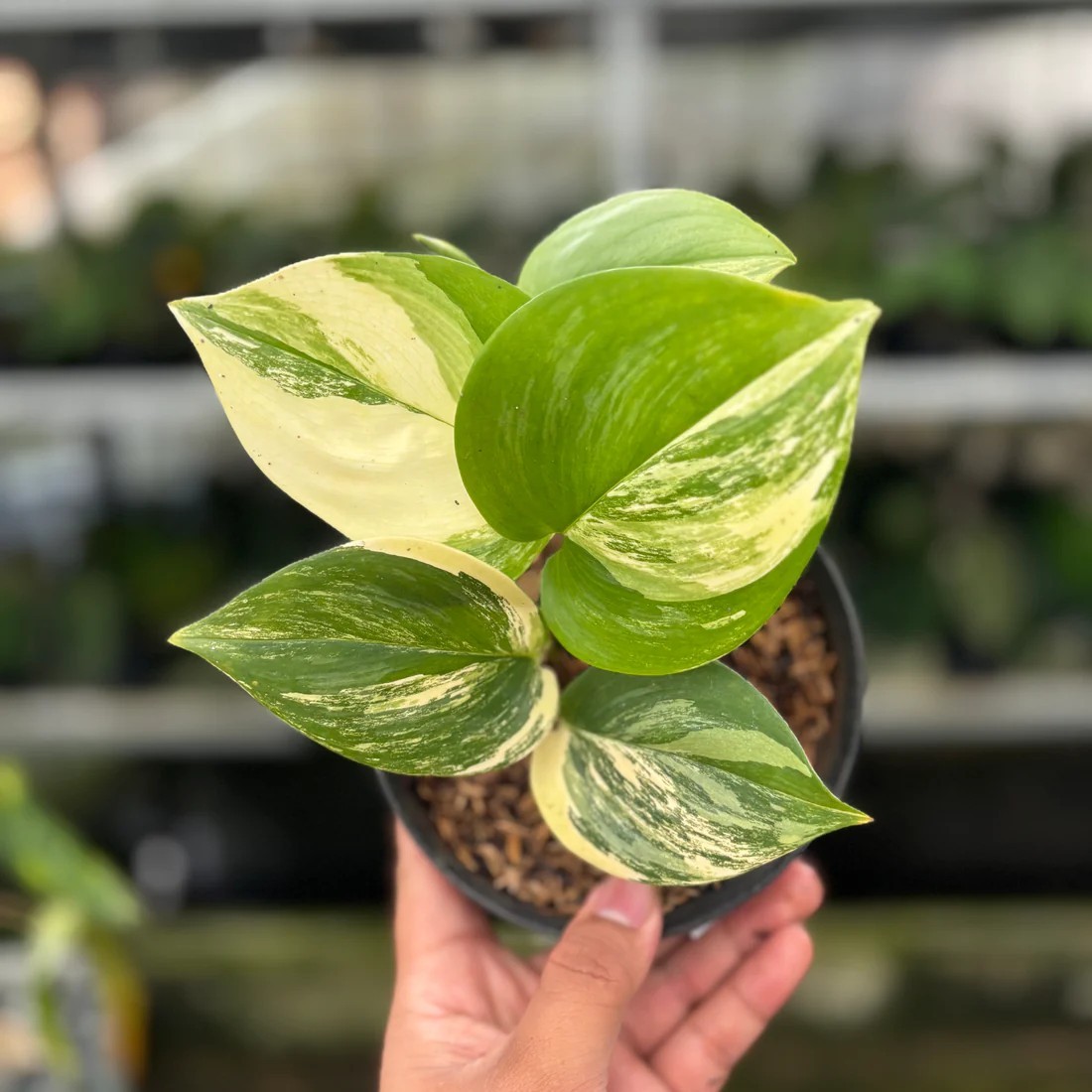 Real Picture Scindapsus Moonlight Yellow Rare Plant
