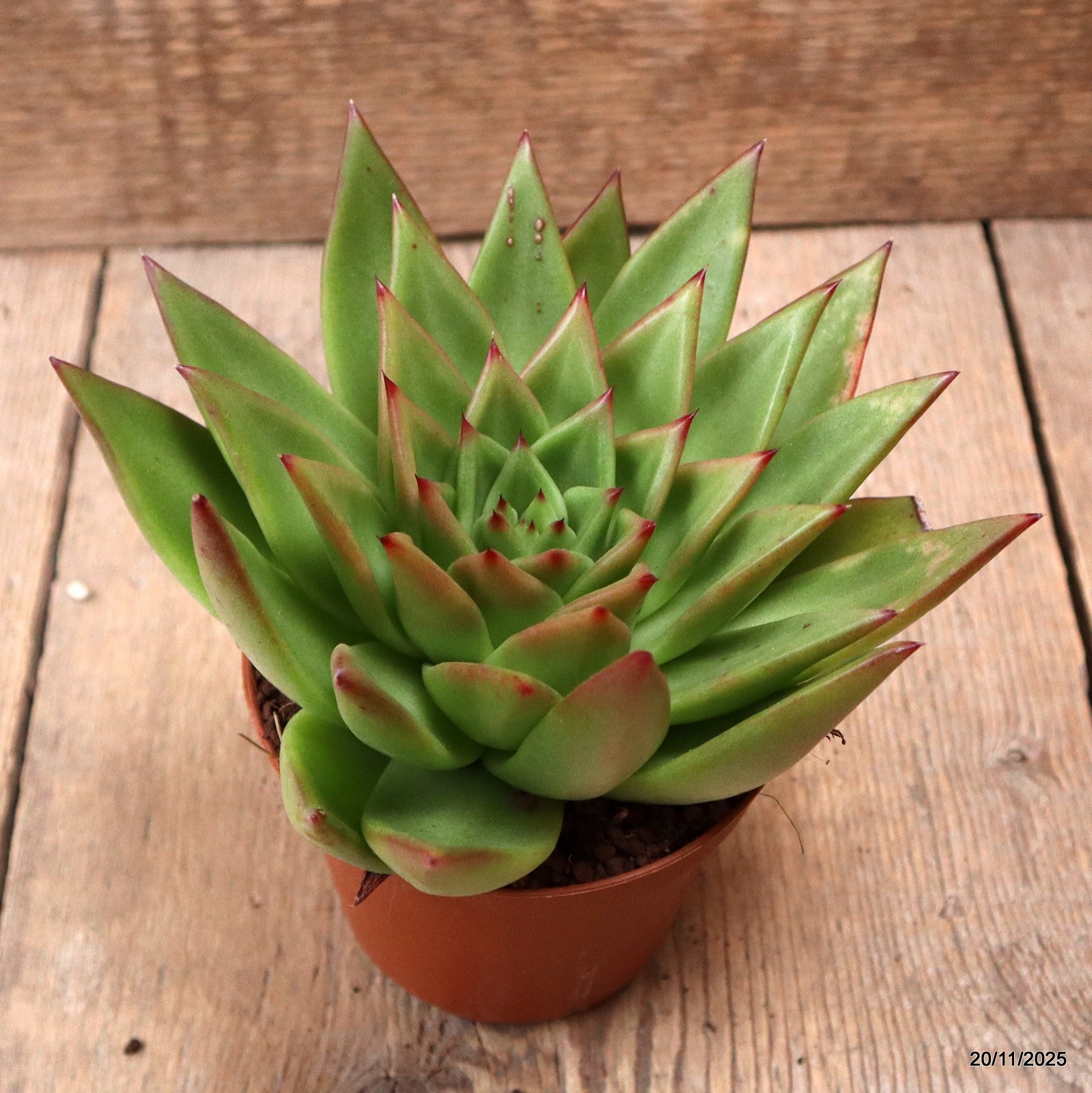 D7460 ECHEVERIA AGAVOIDES pot10-H10-W17 cm MaMa Cactus