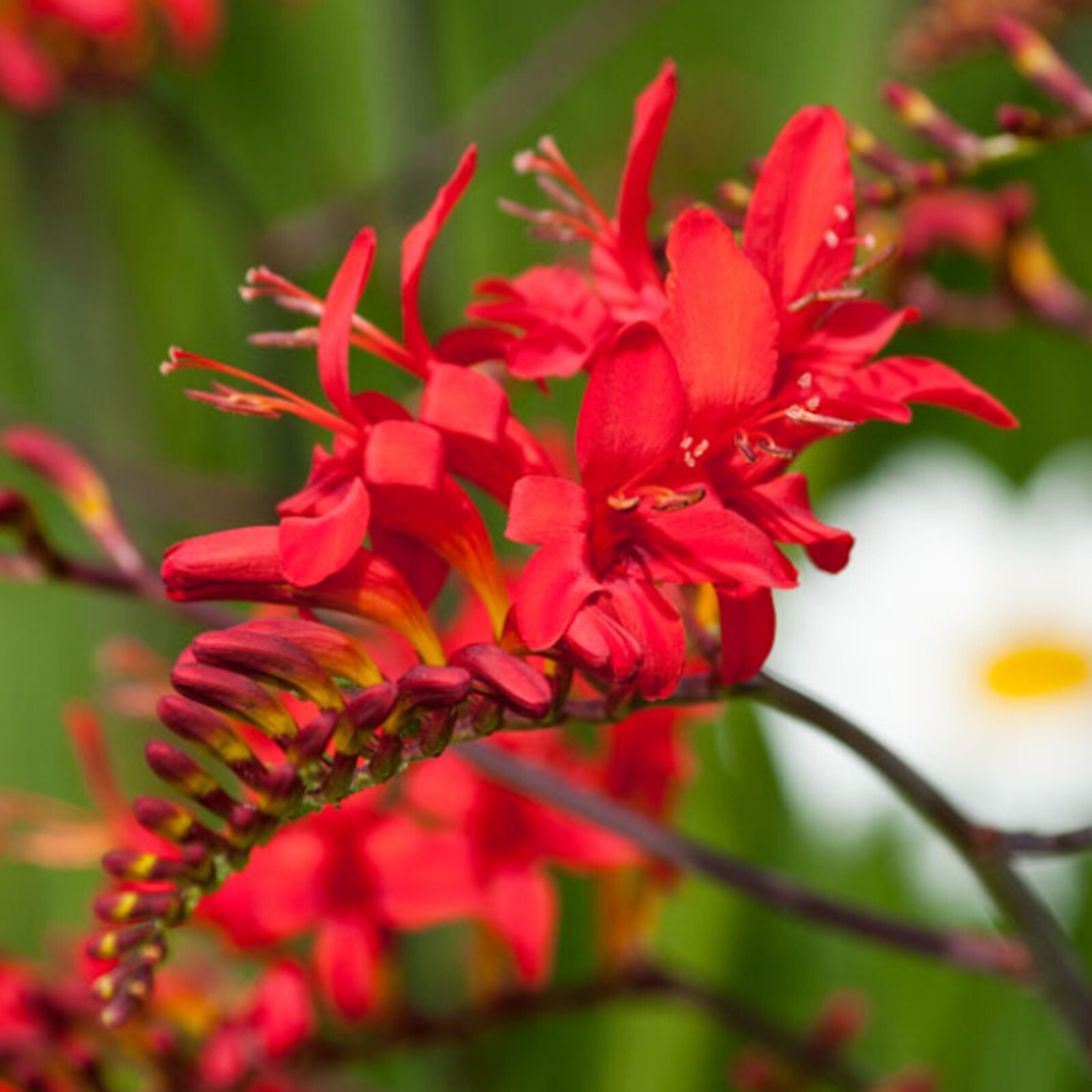 Crocosmia Lucifer Pollinator Friendly & Beautiful Crocosmia Mix 5 bulb