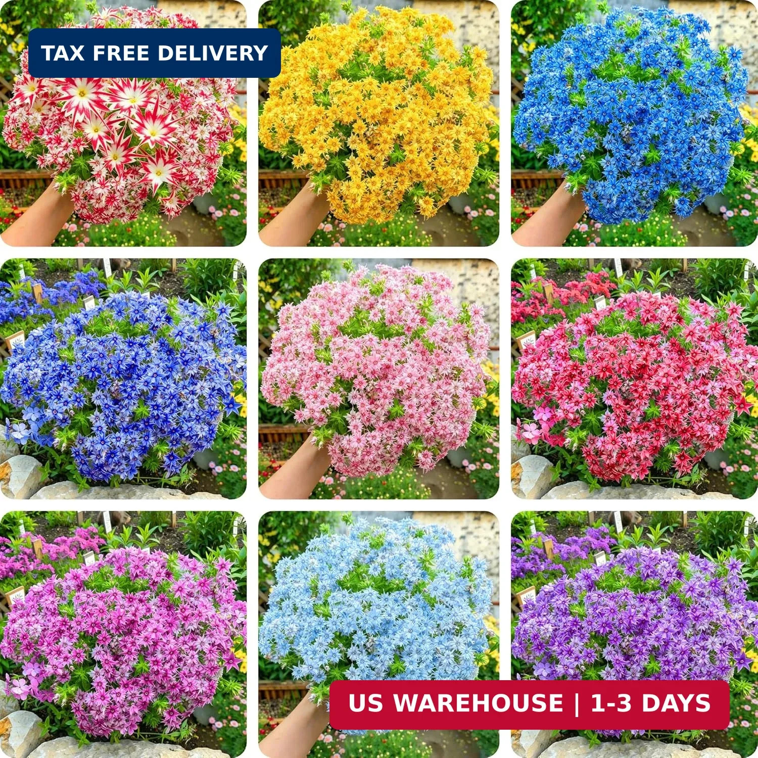 Dwarf Creeping Phlox Seeds for Planting, 1008+pcs Perennial Creeping Sky Phlox F