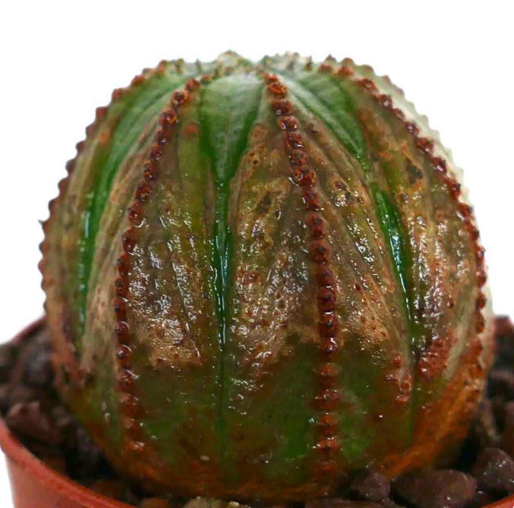 Euphorbia obesa GREEN-BROWNISH F89ZZ – Baseball plant | Round spurge