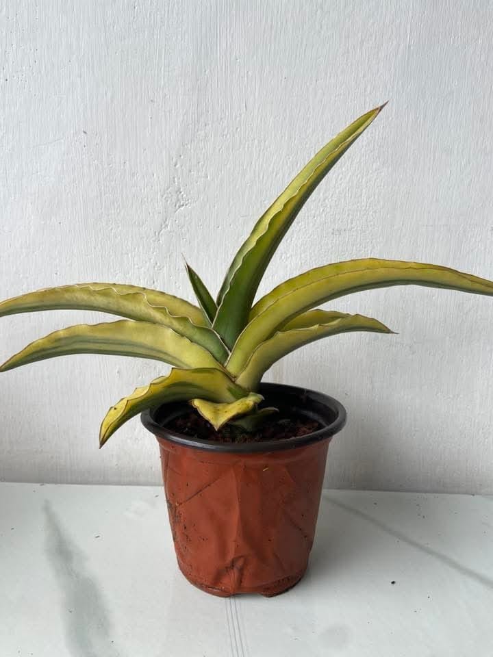 Sansevieria Perottii Variegated Big Size Rare Unique Snake Plant