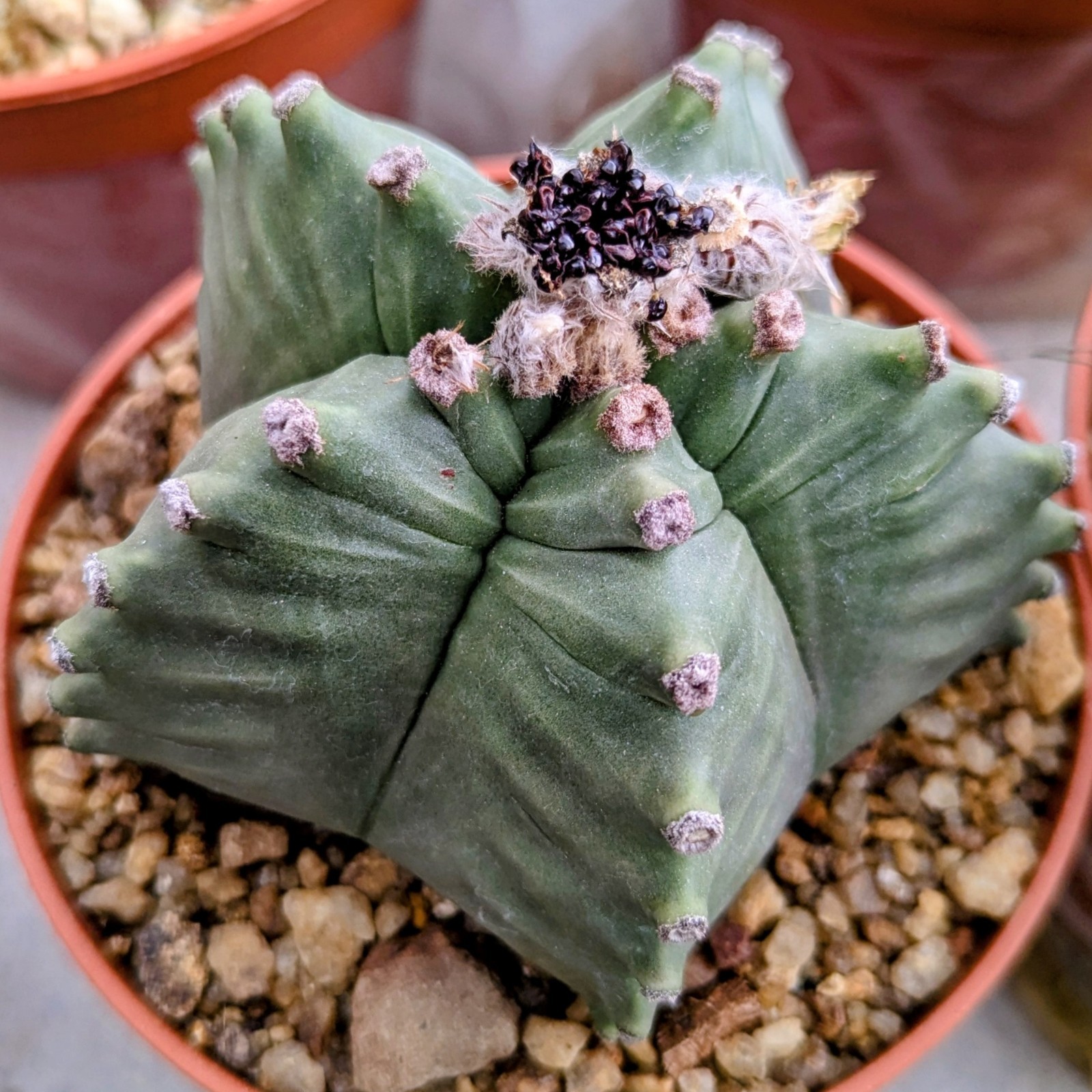 Astrophytum myriostigma kikko 25 grain