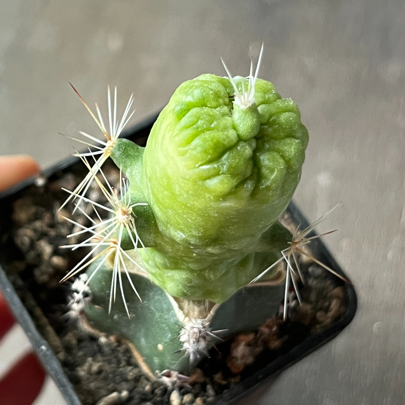 A11-72 Mammillaria bocasana cv. FRED, grafted