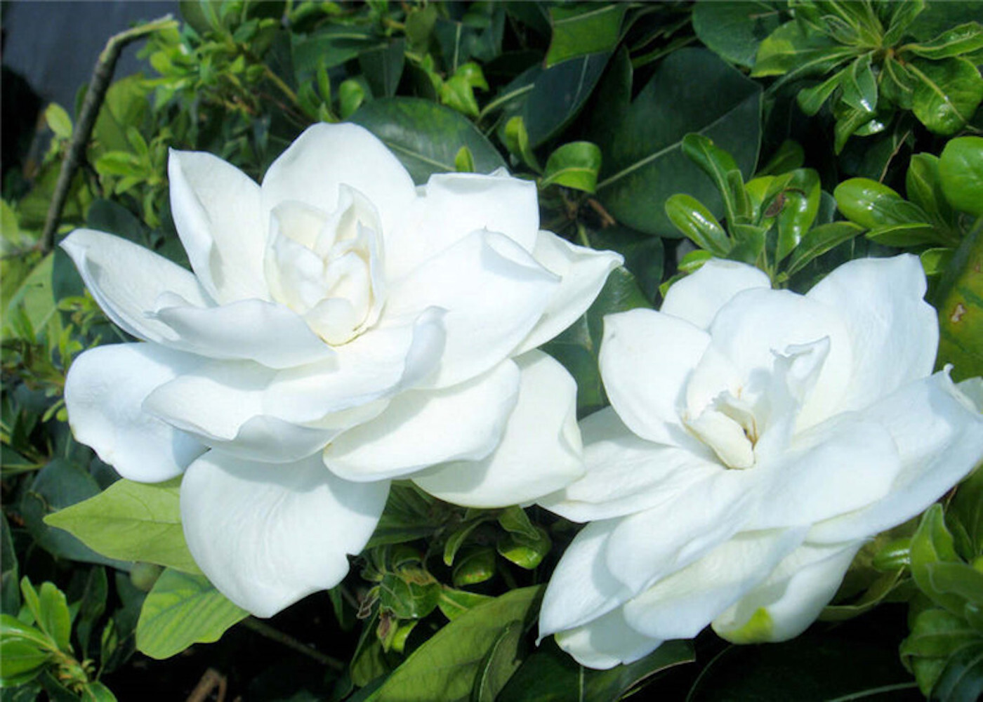 (10) GARDENIA SEEDS perennial flower garden bed bush plant USA SELLER W/TRACK