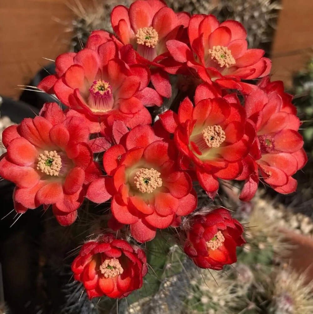 Echinocereus durangensis SEEDS – Rare Cactus SEEDS