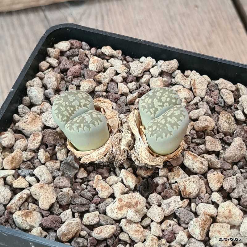 D5548 LITHOPS SALICOLA MACULATE C86 pot10-H3,5-W4,5 cm MaMa Cactus