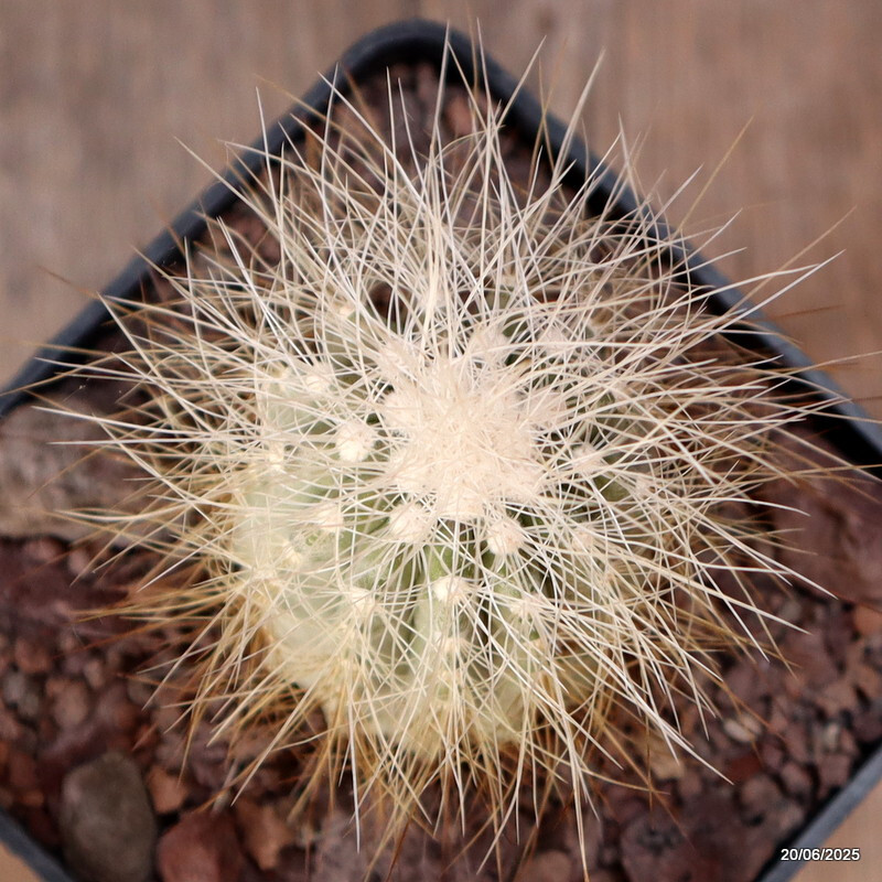 D4787 COPIAPOA KRAINZIANA pot10-H7-W5 cm MaMa Cactus