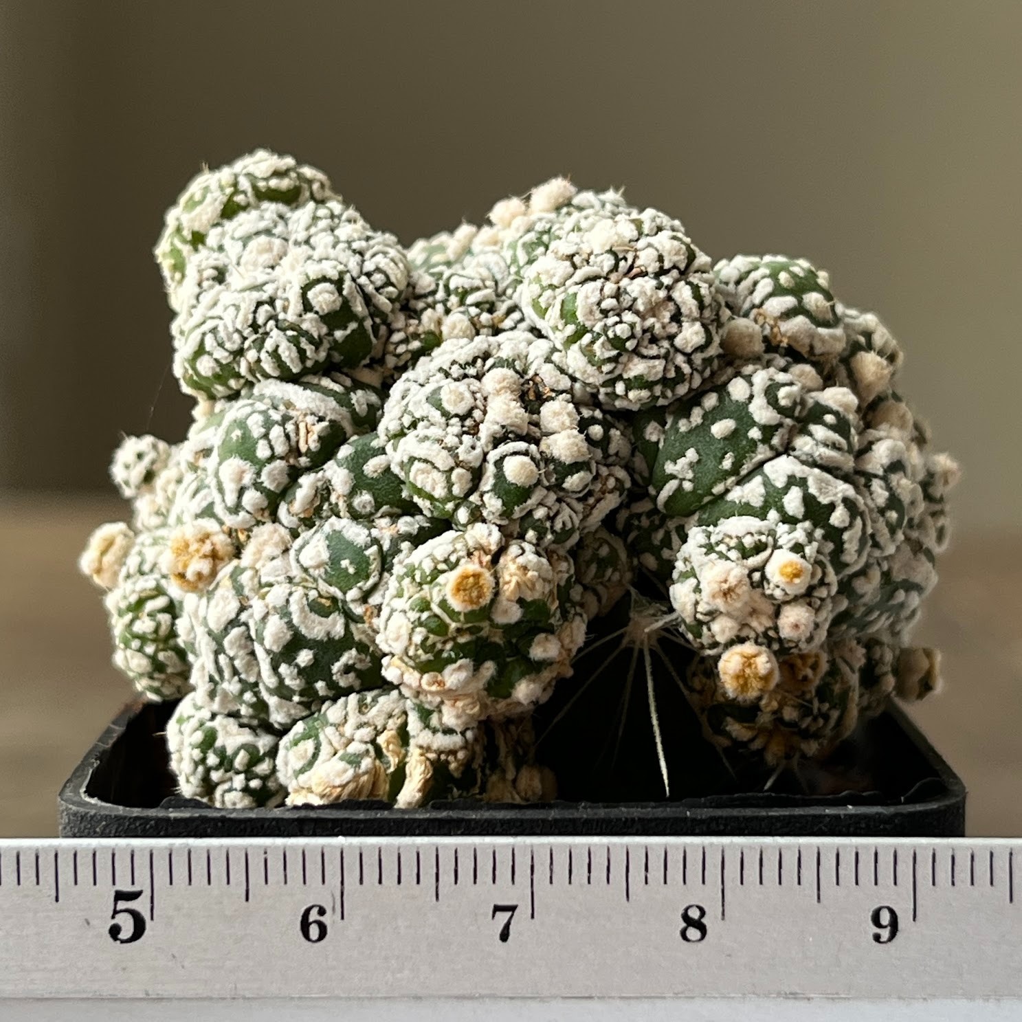 A57-546 Astrophytum Super Kabuto, white, grafted