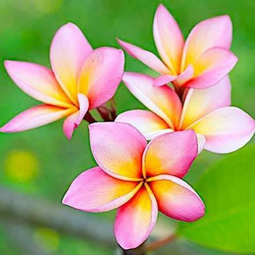 Nelson Plumeria Plant and All Flowering Tropicals Food Ferns Assorted Sizes