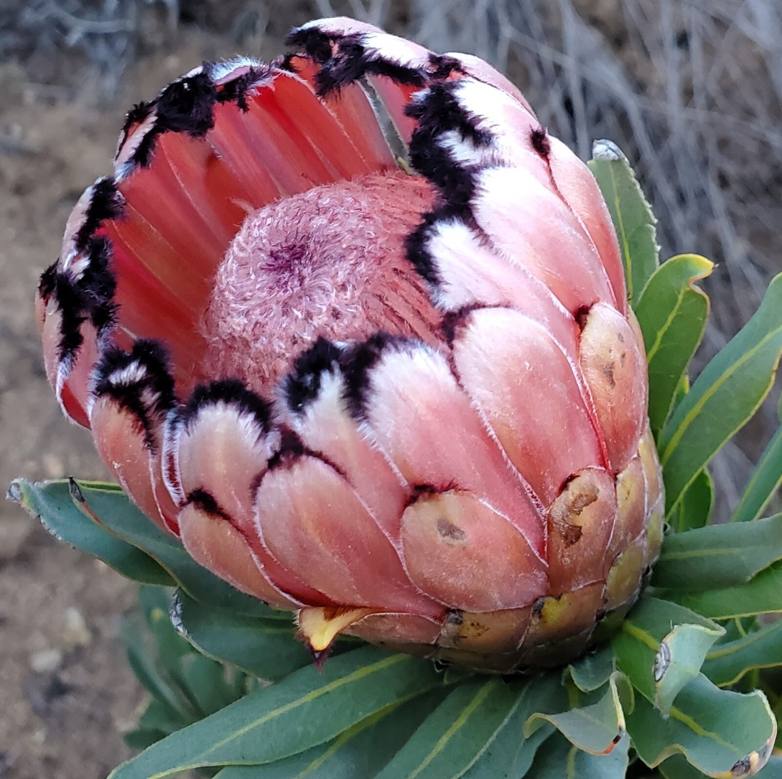fresh cut flowers Home Decor