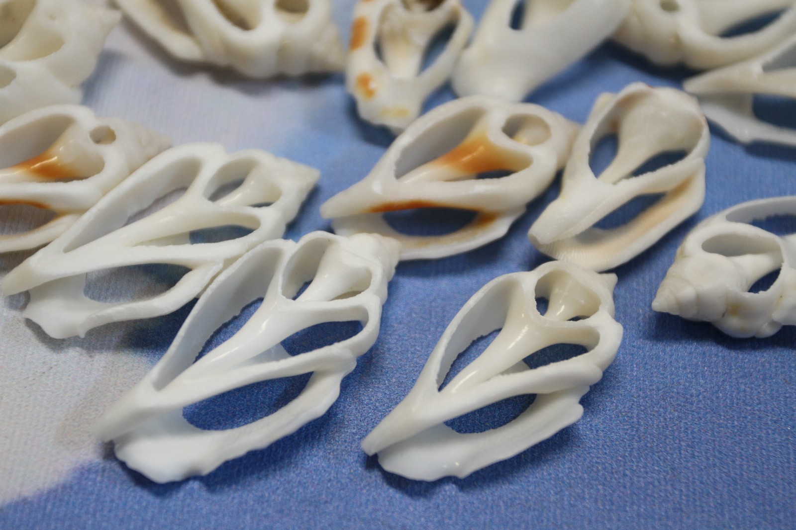 20-URCEUS,White Center Cut Seashells,Beach Wedding Decor,Floral Supply,CS-107