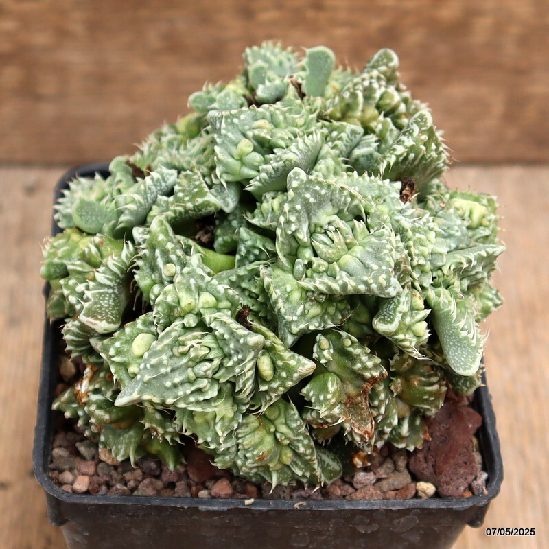 D3925 FAUCARIA TUBERCOLOSA MONSTER pot9-H8-W11 cm MaMa Cactus