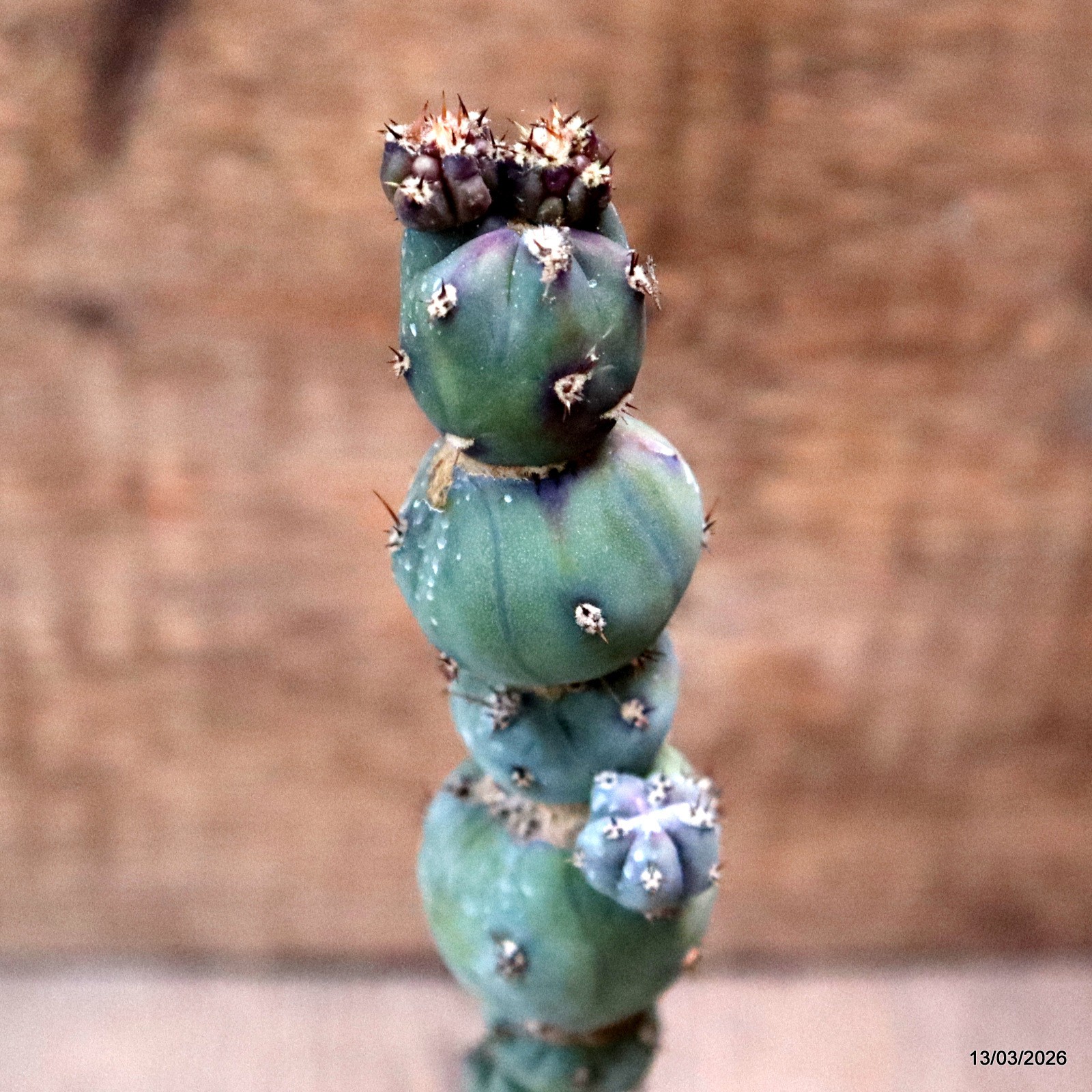 D7991 MYRTILLOCACTUS GEOMETRIZANS STACKER MONSTER GRAFT. pot6,5-H19-W5 cm MaMa